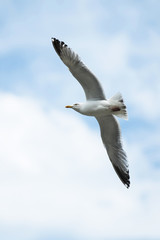 Herring Gull, Sea  Gull, Larus argentatus