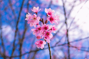 Spring cherry blossom at Huai Nam Dang National Parks in Thailand