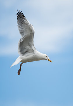 Herring Gull, Sea  Gull, Larus argentatus
