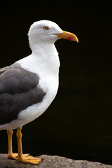 Portrait of a seagull standing proud against a black background in St. James's Park, London, England.