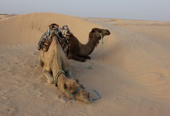 camels in the desert