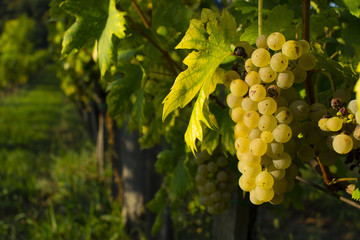 Fototapeta premium wine grapes at wineyard, september