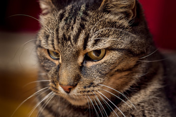 adult male domestic indoor cat