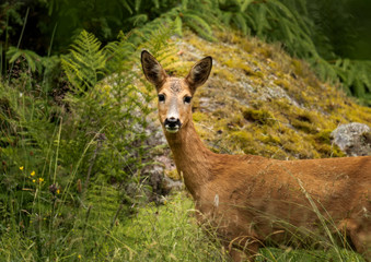 roe deer looking at kcamera
