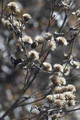 Winter seed head husks of wildflowers in shades of grey