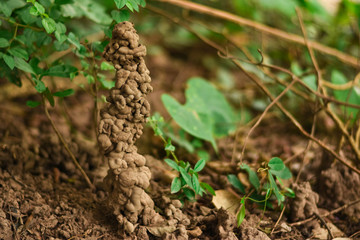 Hole or habitat of earthworms
