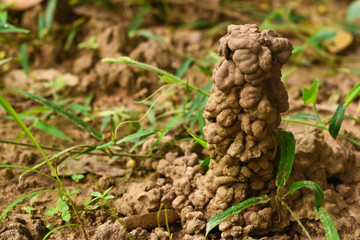 Hole or habitat of earthworms