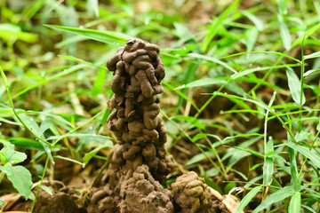 Hole or habitat of earthworms