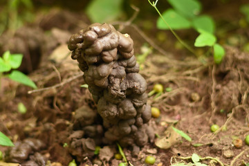 Hole or habitat of earthworms
