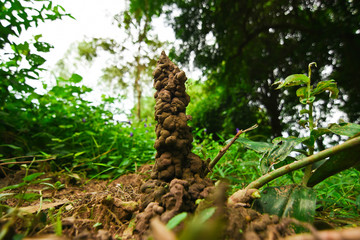 Hole or habitat of earthworms