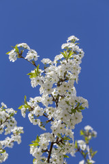 White flowers of the cherry blossoms on a spring day over blue sky background. Flowering fruit tree , close up