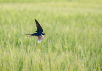 barn swallow flying over grain field