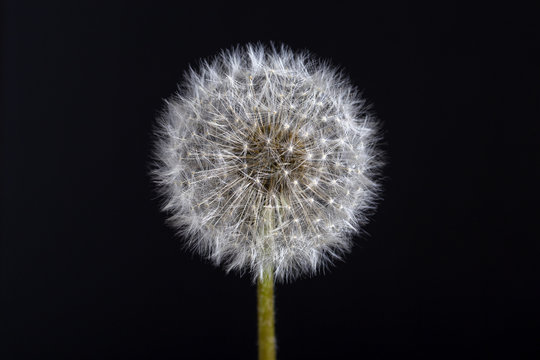 Fototapeta One dandelion. Dandelion fluff. Dandelion tranquil abstract closeup in black background