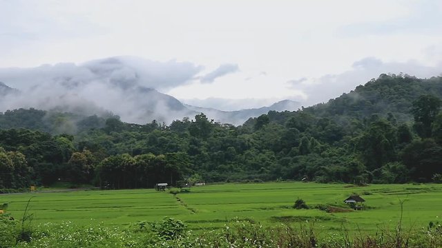 Misty mountains over Rice in Chiang Rai Northern Thailand