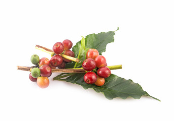 fresh coffee beans isolated on white background