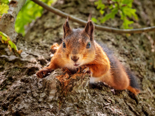 Naklejka na ściany i meble Squirrel climbing down a tree
