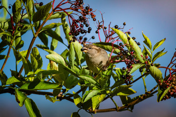 House sparrow eating aronia berries