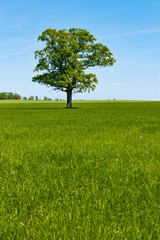 Fototapeta na wymiar Lonely oak tree in meadow