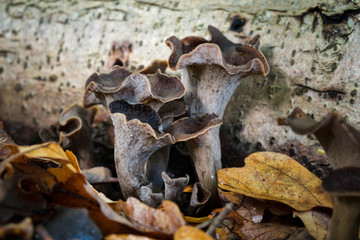 delicious black trumpet mushrooms