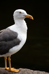 Portrait of a seagull standing proud against a black background in St. James's Park, London, England.