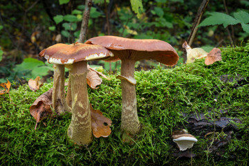 Cortinarius mushroom