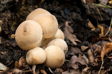 puff ball mushroom