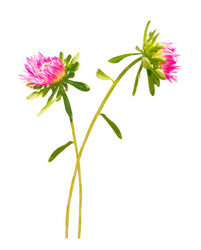 Fototapeta autumn aster flower isolated on white background.