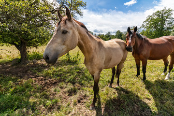 Obraz premium Curious horses on summer day