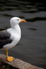 Seagull standing beside the lake in St. James's Park, London on a summers day with the water reflecting behind
