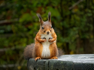 Naklejka na ściany i meble Squirrel sitting on wooden table