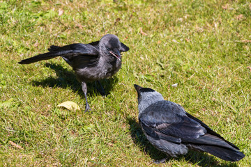 Young jackdaw asking parents for food