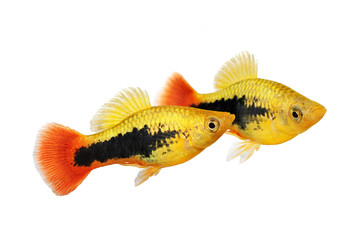 Fototapeta premium Sunburst tuxedo platy male Xiphophorus variatus tropical aquarium fish 