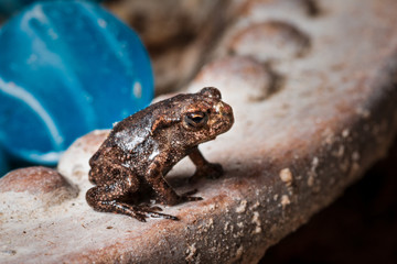 Tiny toad baby