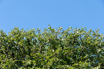 Green tree against the blue sky