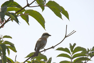 wunderschöner Neuntöter im Augsburger Land