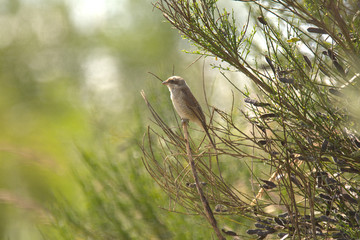 wunderschöner Neuntöter im Augsburger Land