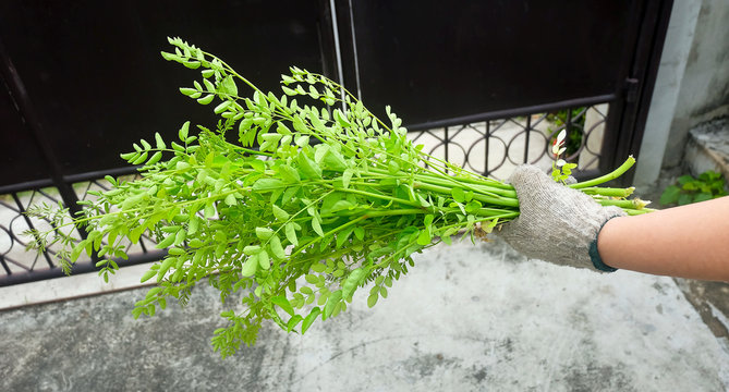 Hand Holding Fresh Drumstick or Moringa Leaves