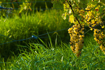 wine grapes on vine stock at wineyard