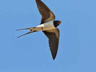 Barn swallow in mid air