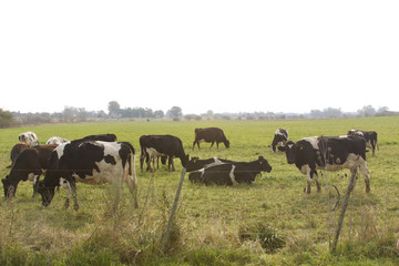 Cows in a green farm