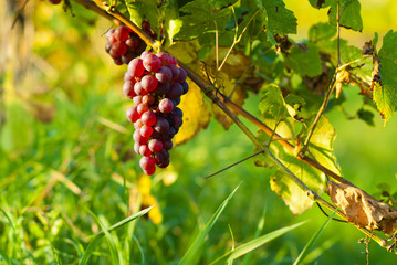red grapes on vine stock at wine yard