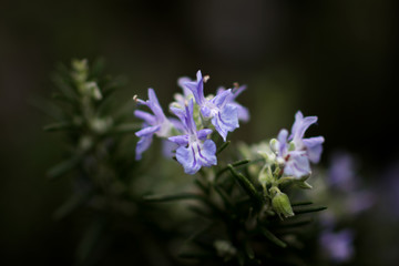 Tiny blue purple flower