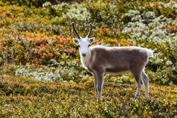 Reindeer in Swedish mountains with beautiful autumn colors