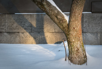 Shadow of tree against the wall with snow