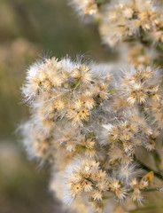 Fuzzy Flowers