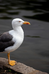 Seagull standing beside the lake in St. James's Park, London on a summers day with the water reflecting behind