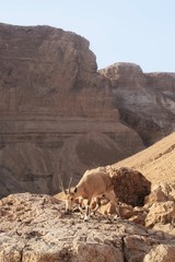 Masada pustynia Izrael