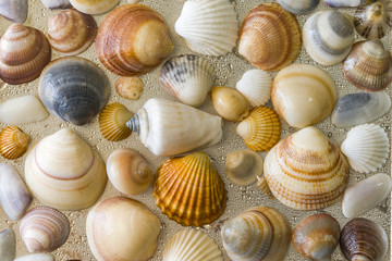 Seashells as background, sea shells collection natural