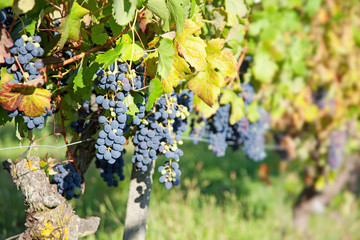 Blue grapes on vine in organic vineyards. Piedmont, Italy, sunset.