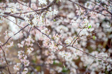 Full bloom pink spring flowers